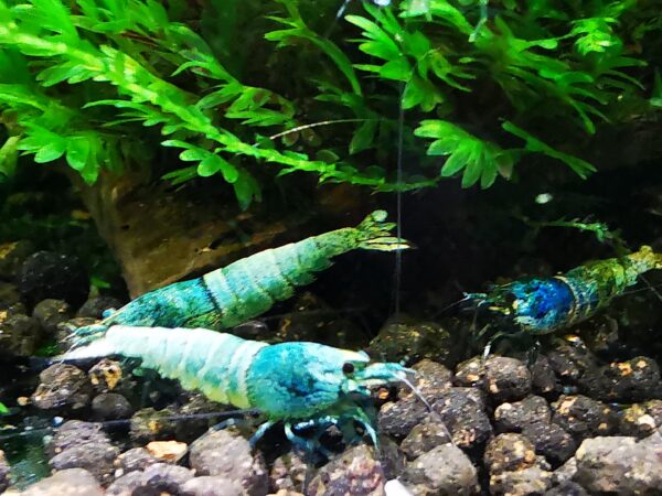 BLUE BOLT - 1.0 CM - obrazek 2